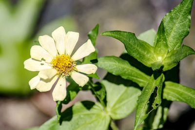 Close-up of white flowering plant