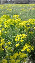 Yellow flowers blooming in field