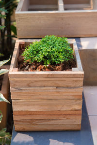 High angle view of potted plant in box