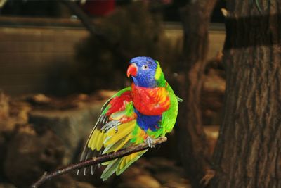 Close-up of parrot perching on branch