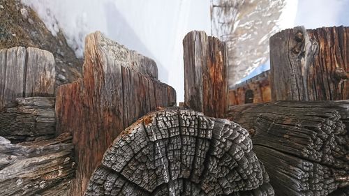 Close-up of logs on tree stump