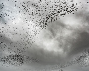 Low angle view of birds flying in sky