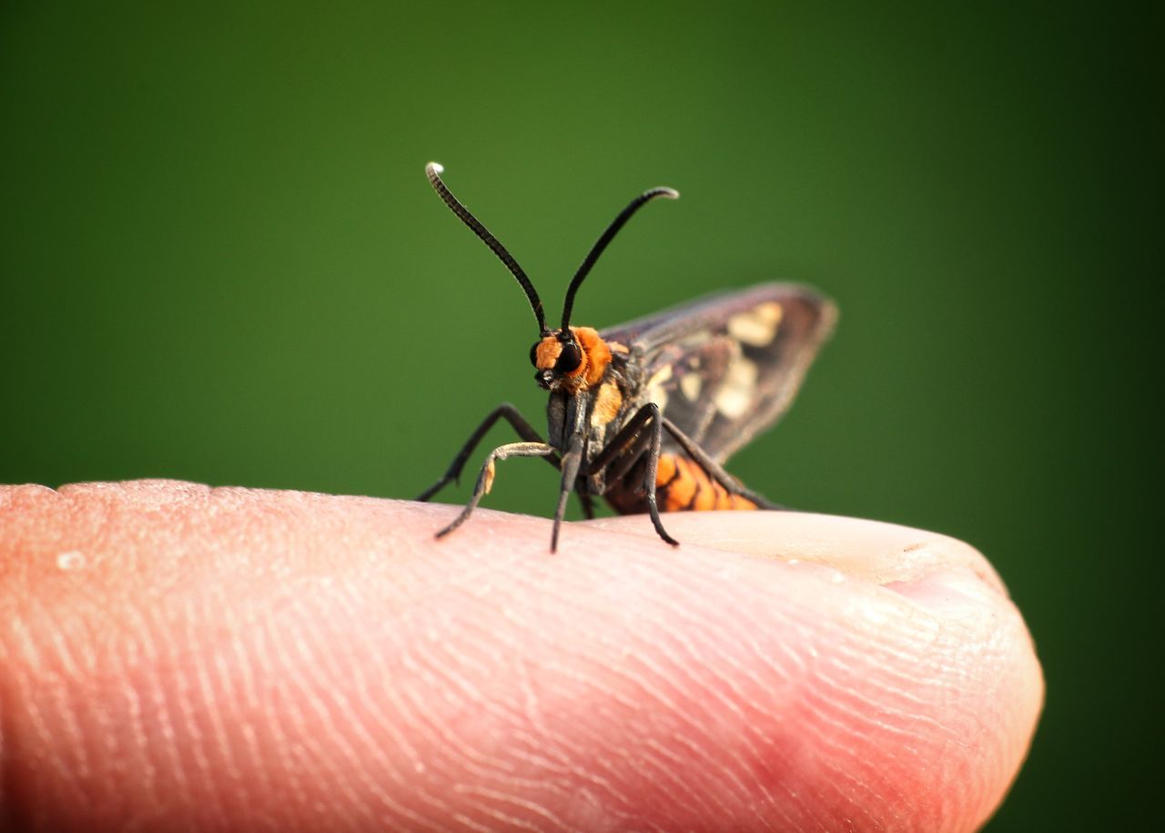 animal themes, animal, hand, animal wildlife, insect, one animal, macro photography, finger, wildlife, close-up, one person, focus on foreground, macro, animal wing, green, fly, nature, animal body part, limb, holding, personal perspective, human skin, leaf, outdoors, beauty in nature