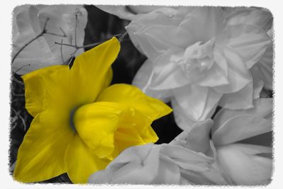 Close-up of yellow flowers