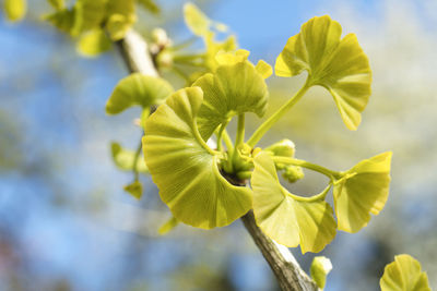 Close-up of yellow flowers against sky