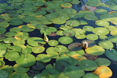 High angle view of water lily in lake