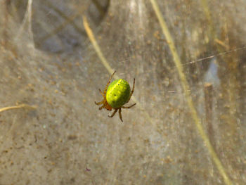 Close-up of insect