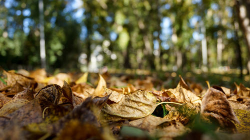 Close-up of dried leaves on field in forest