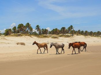 Horses on desert against sky