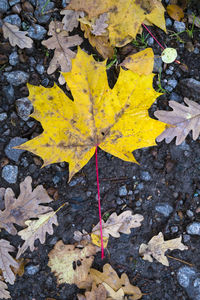 High angle view of yellow maple leaf on fallen leaves