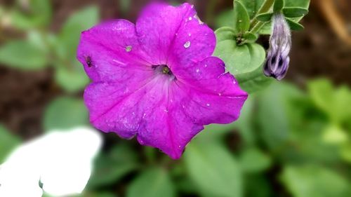 Close-up of pink flowers