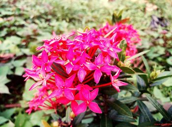 Close-up of pink flower