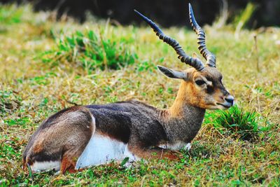 Side view of deer on field