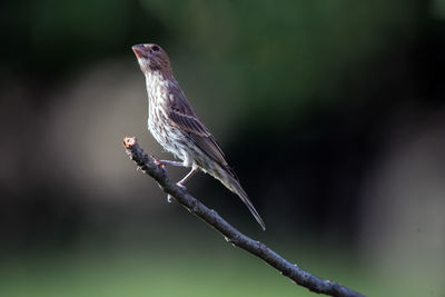 Close-up of bird perching on a tree