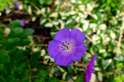 Close-up of purple flower blooming outdoors