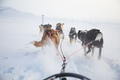 Sled dogs walking on snow against sky during sunset