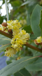 Close-up of white flowers