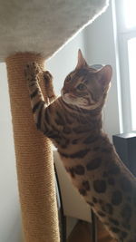 Close-up portrait of cat sitting at home