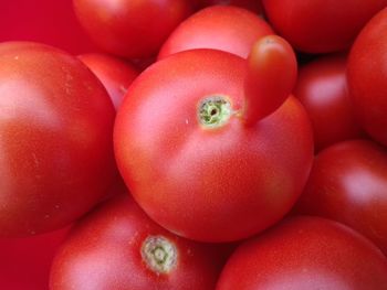 High angle view of tomatoes