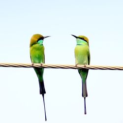 Low angle view of birds perching on ceiling