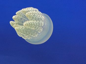 Close-up of jellyfish against blue background