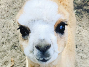 Close-up portrait of a horse