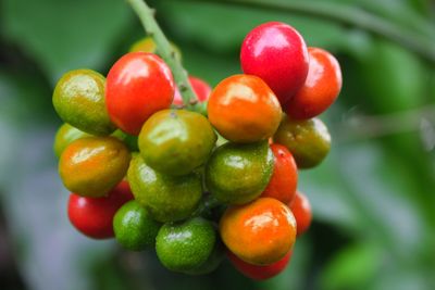 Close-up of tomatoes growing on tree