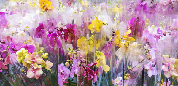 Close-up of purple flowering plants