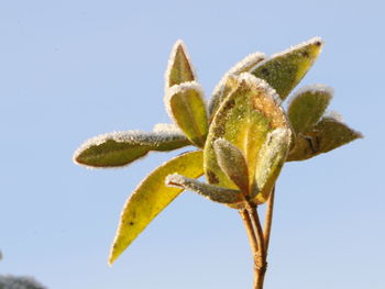 Close-up of leaves