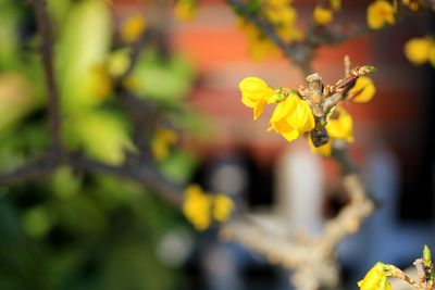 Close-up of yellow flowering plant