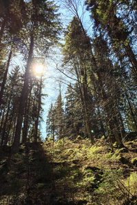 Low angle view of trees in forest