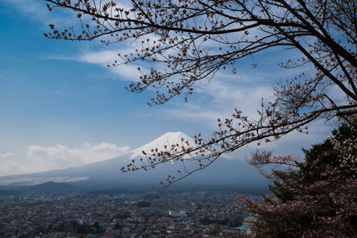 Low angle view of flowering tree and buildings against sky