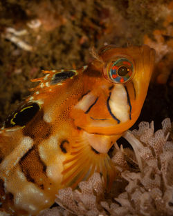 Close-up of fish swimming in sea