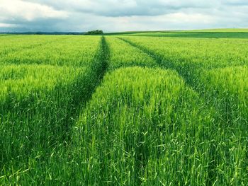 Scenic view of agricultural field against sky