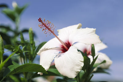 Close-up of white hibiscus flower