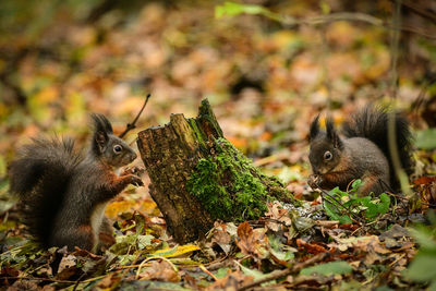 Squirrel on a tree