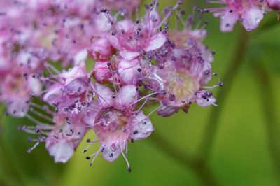 Close-up of pink flowers on tree