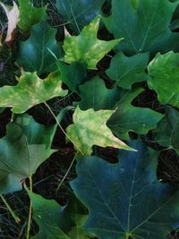 Full frame shot of leaves on plant