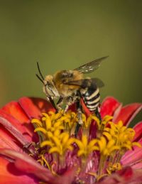 Close-up of bee pollinating on yellow flower