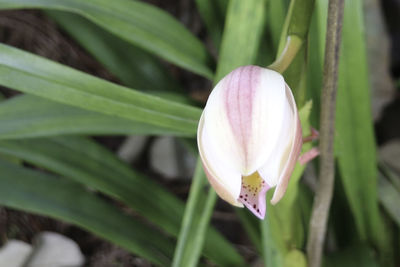 Close-up of honey bee on flower