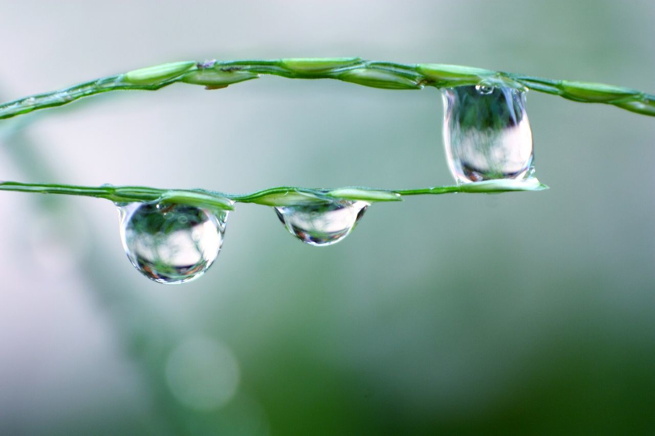 drop, water, close-up, fragility, freshness, focus on foreground, transparent, purity, wet, reflection, leaf, bubble, droplet, green color, glass - material, nature, dew, plant, growth, stem