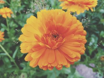 Close-up of orange flower