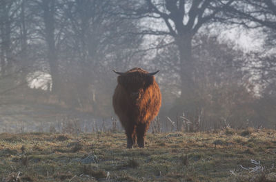 Mid section of buffalo on field