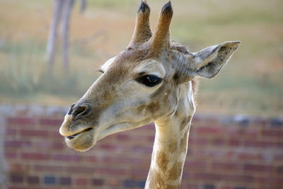 Close-up of giraffe