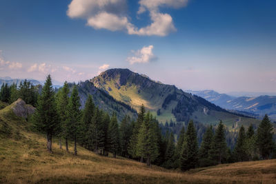 Scenic view of pine trees against sky