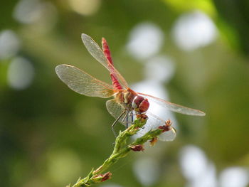 Close-up of insect on leaf