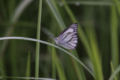 Butterfly on leaf