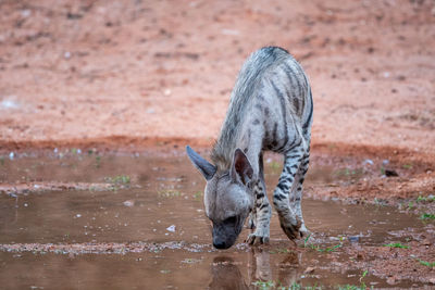 Elephant drinking water in lake