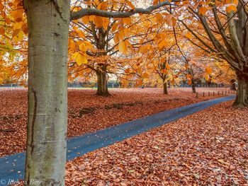 Dry maple leaves on tree in forest during autumn