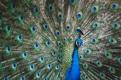 Full frame shot of peacock